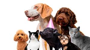 Fur Fun Pet Supply Gift Card