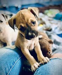 Fur Fun Pet Supply Gift Card