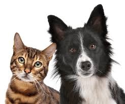 Fur Fun Pet Supply Gift Card